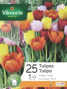 Tulipe Triomphe En Mélange